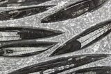 Polished Fossil Orthoceras (Cephalopod) Plate - Morocco #359566-1